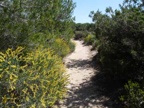 06--Cala-Bossa--Las-Salinas-061