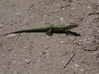 06--Cala-Bossa--Las-Salinas-058