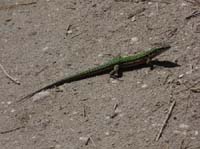 06--Cala-Bossa--Las-Salinas-059