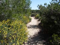 06--Cala-Bossa--Las-Salinas-061