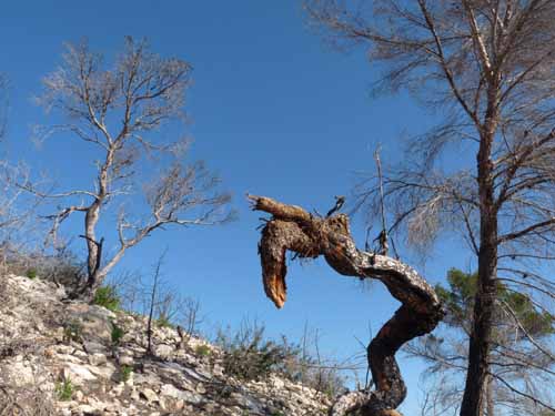 04--Cala-Llonga--Ibiza-005