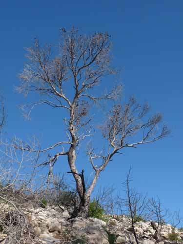 04--Cala-Llonga--Ibiza-006