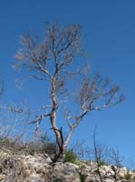 04--Cala-Llonga--Ibiza-006