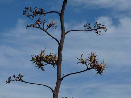 02-Es-Canar--Cala-Llonga-057