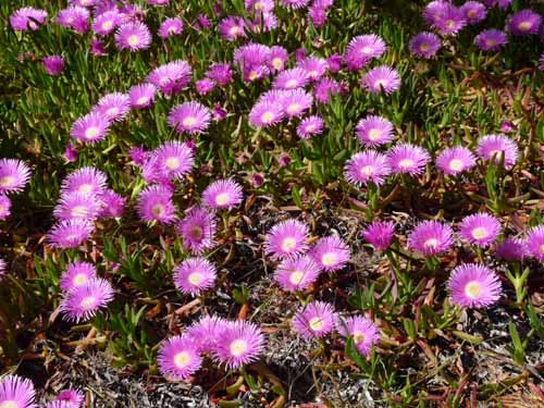 02-Es-Canar--Cala-Llonga-058