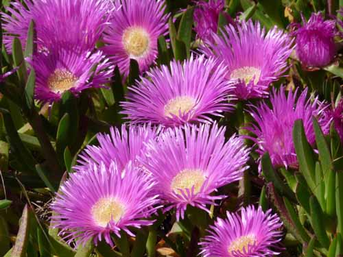 02-Es-Canar--Cala-Llonga-059