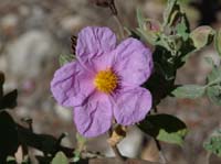 02-Es-Canar--Cala-Llonga-041