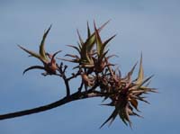 02-Es-Canar--Cala-Llonga-056