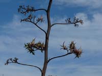 02-Es-Canar--Cala-Llonga-057