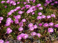 02-Es-Canar--Cala-Llonga-058