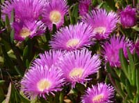 02-Es-Canar--Cala-Llonga-059