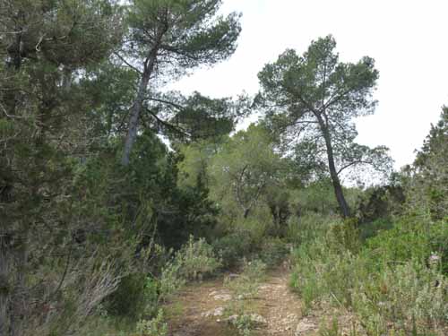 03--Moscarter--Portinatx--Cala-Xarraca-045