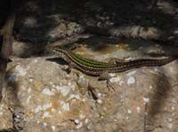 03--Moscarter--Portinatx--Cala-Xarraca-107