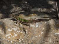 03--Moscarter--Portinatx--Cala-Xarraca-109