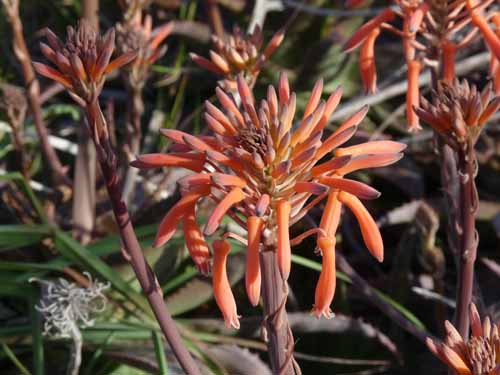 05--Sant-Carles--Cala-Boix--Torre-Valls--Pou-des-Lleo-006