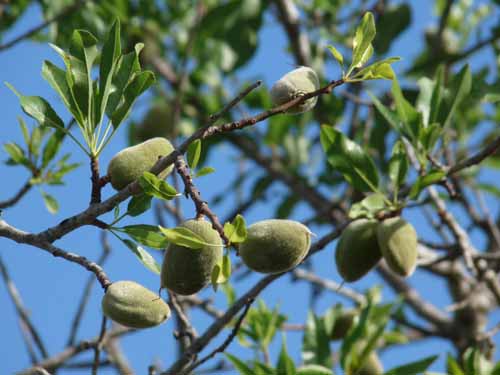 05--Sant-Carles--Cala-Boix--Torre-Valls--Pou-des-Lleo-007