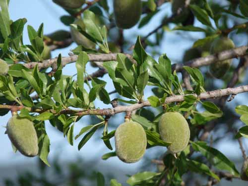 05--Sant-Carles--Cala-Boix--Torre-Valls--Pou-des-Lleo-008