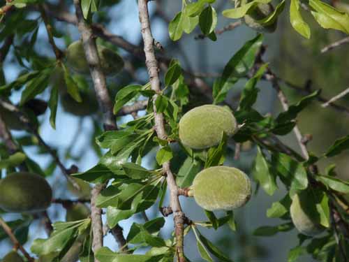 05--Sant-Carles--Cala-Boix--Torre-Valls--Pou-des-Lleo-009
