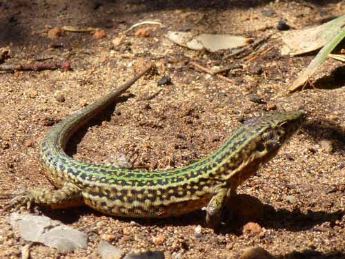 05--Sant-Carles--Cala-Boix--Torre-Valls--Pou-des-Lleo-084
