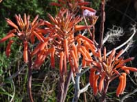 05--Sant-Carles--Cala-Boix--Torre-Valls--Pou-des-Lleo-005