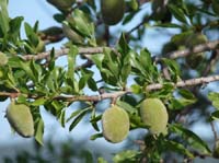 05--Sant-Carles--Cala-Boix--Torre-Valls--Pou-des-Lleo-008