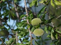 05--Sant-Carles--Cala-Boix--Torre-Valls--Pou-des-Lleo-009