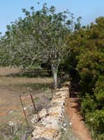 05--Sant-Carles--Cala-Boix--Torre-Valls--Pou-des-Lleo-070