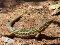 05--Sant-Carles--Cala-Boix--Torre-Valls--Pou-des-Lleo-084