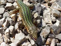 05--Sant-Carles--Cala-Boix--Torre-Valls--Pou-des-Lleo-085