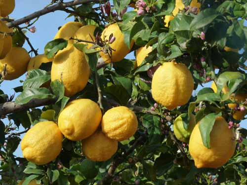 09--San-Carles--Cala-Sant-Vicent-002