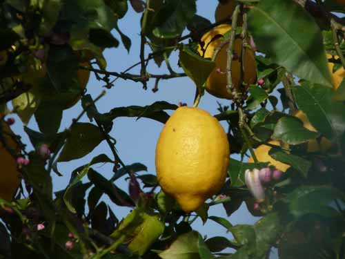 09--San-Carles--Cala-Sant-Vicent-003