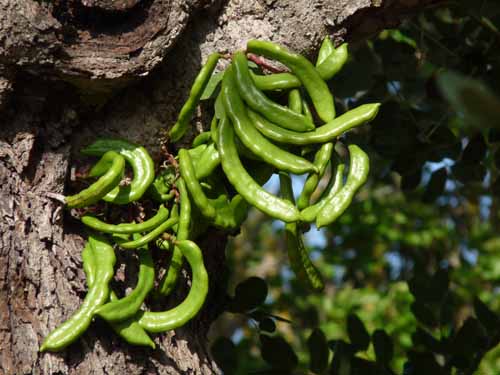 09--San-Carles--Cala-Sant-Vicent-005