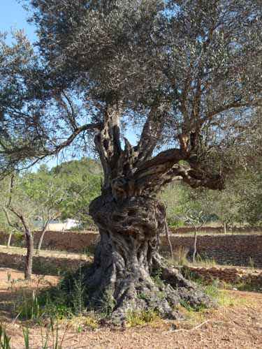 Olivenbaum, Ibiza