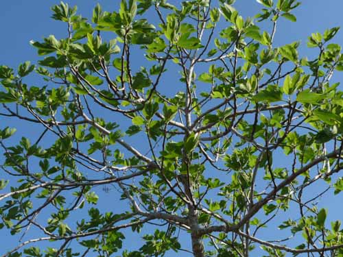 09--San-Carles--Cala-Sant-Vicent-009