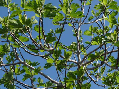 09--San-Carles--Cala-Sant-Vicent-010