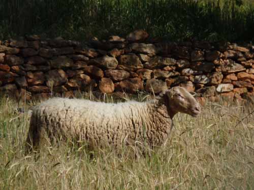 09--San-Carles--Cala-Sant-Vicent-013