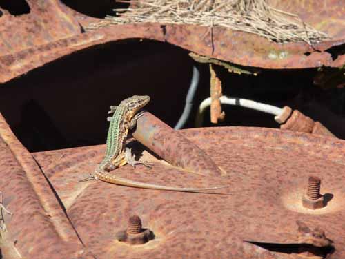 09--San-Carles--Cala-Sant-Vicent-023