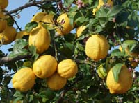 09--San-Carles--Cala-Sant-Vicent-002