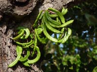 09--San-Carles--Cala-Sant-Vicent-005