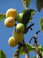 09--San-Carles--Cala-Sant-Vicent-006