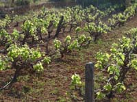 09--San-Carles--Cala-Sant-Vicent-007