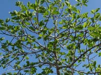 09--San-Carles--Cala-Sant-Vicent-009