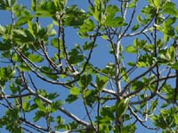 09--San-Carles--Cala-Sant-Vicent-010