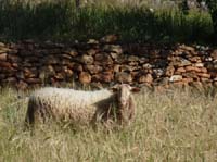 09--San-Carles--Cala-Sant-Vicent-012