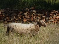 09--San-Carles--Cala-Sant-Vicent-013