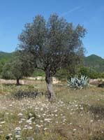 09--San-Carles--Cala-Sant-Vicent-014