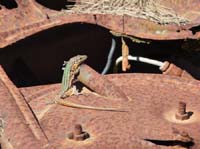 09--San-Carles--Cala-Sant-Vicent-023