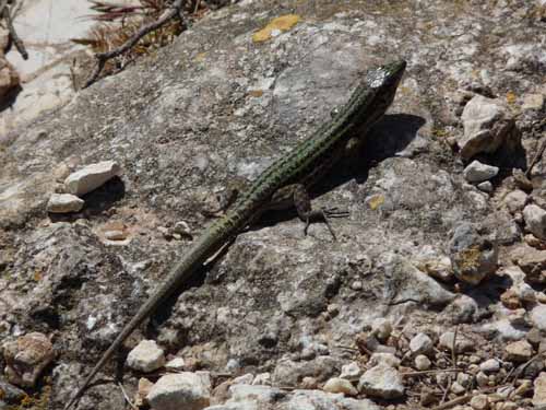 08--Sant-Josep--Talaia--CalaTarida-014