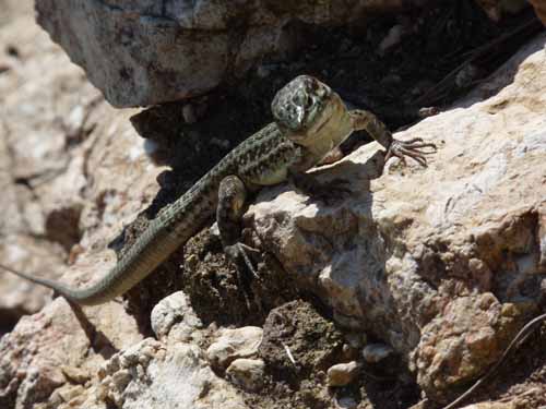 08--Sant-Josep--Talaia--CalaTarida-016