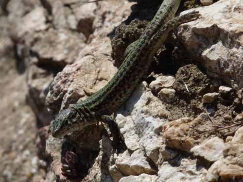 08--Sant-Josep--Talaia--CalaTarida-017